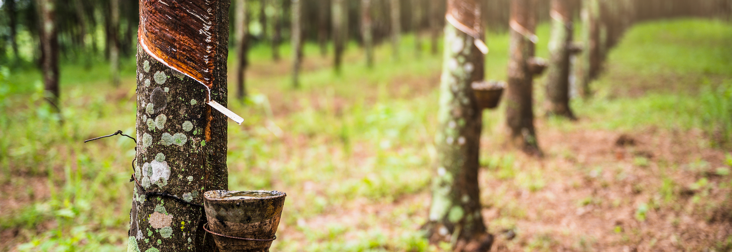 Our biodiversity ambitions to protect and restore nature