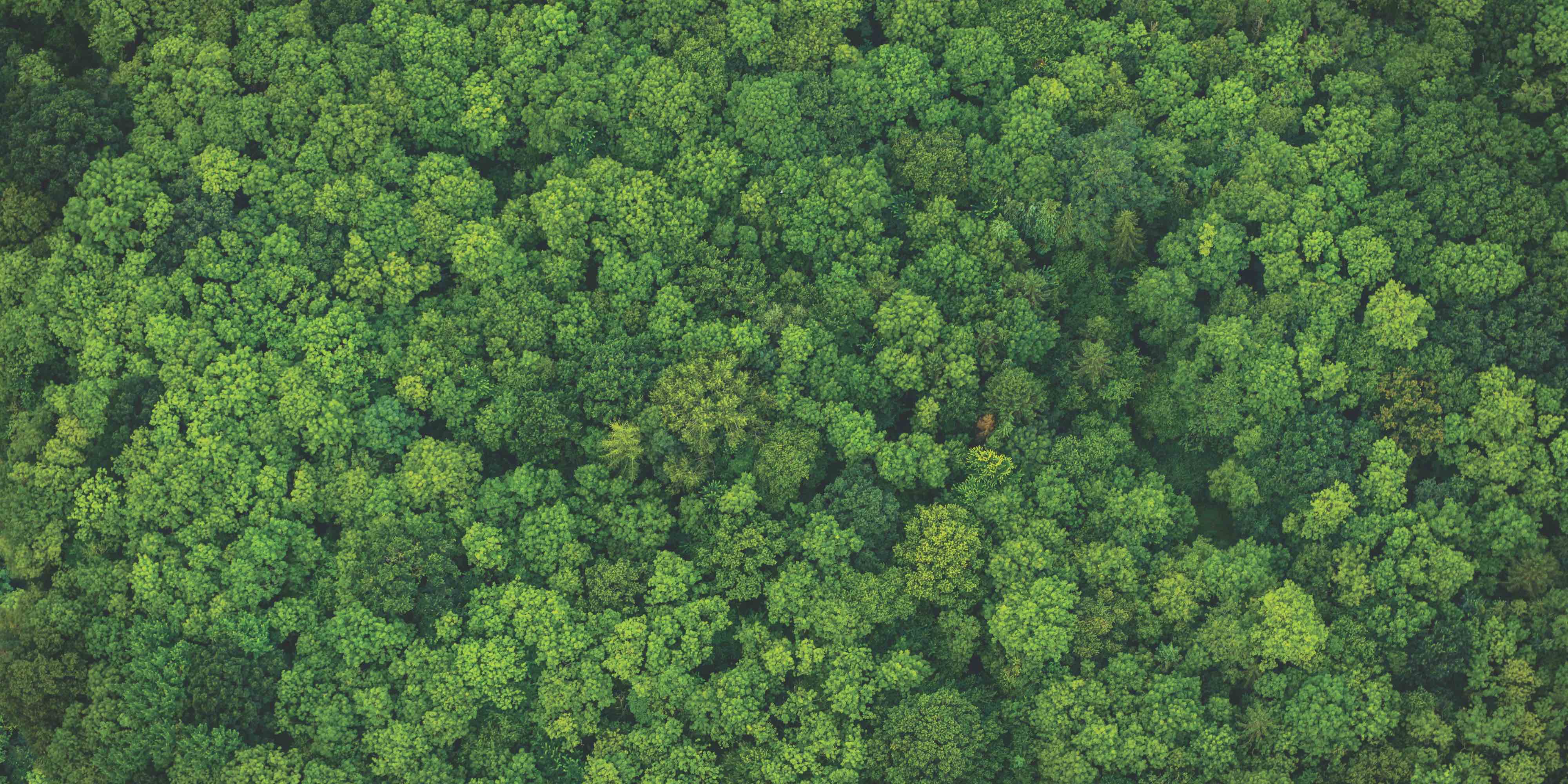 Descubra as sensações da natureza que as fragrâncias podem trazer