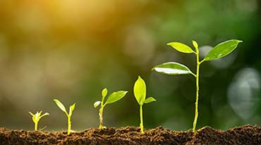 Plants emerging from soil at varying stages of growth