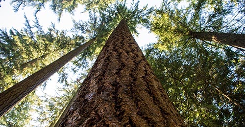 Sourcing for Sustainable Growth