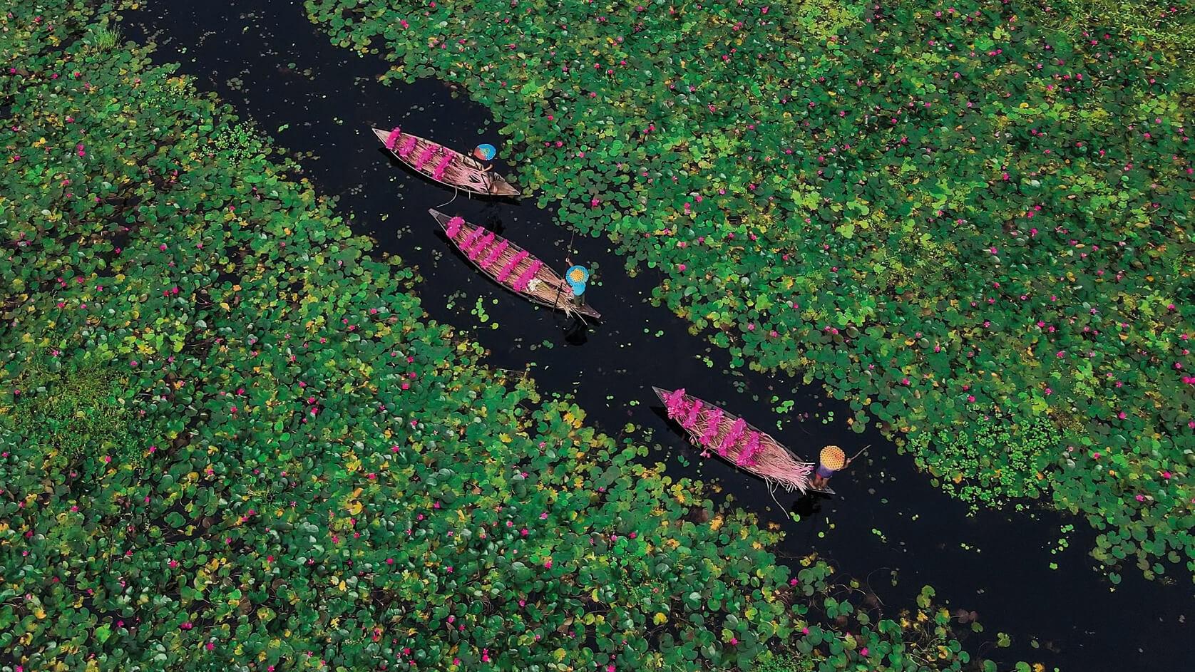 Rowboats on a water path with lilypads either side