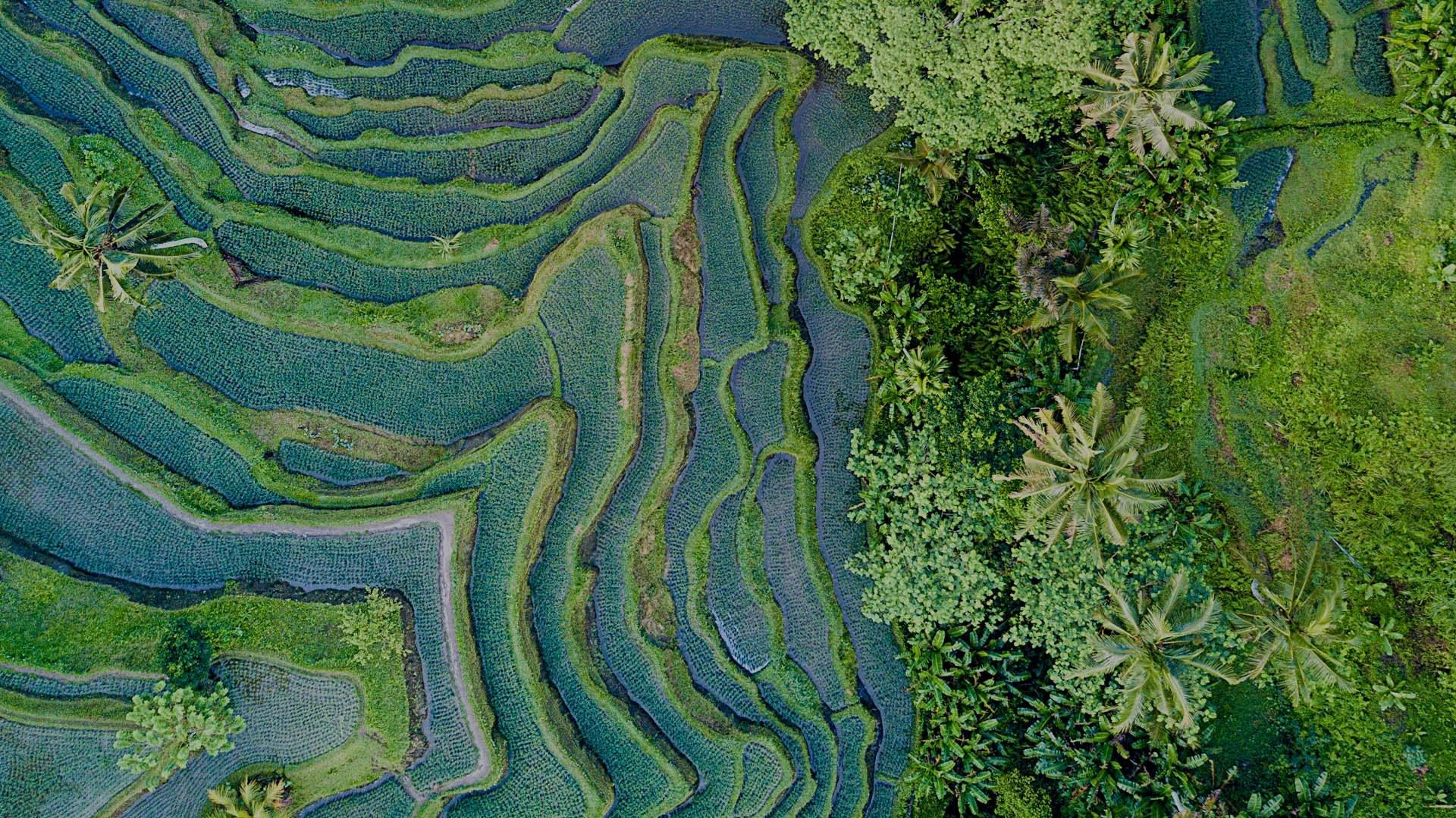 Aerial view of rice paddy fields